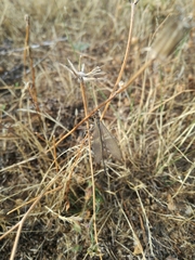 Macronemurus appendiculatus