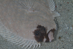 Pseudorhombus dupliciocellatus