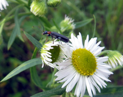 Oedemera croceicollis