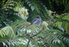 Apalis sharpii