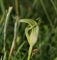 Pterostylis monticola