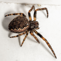 Nuctenea umbratica