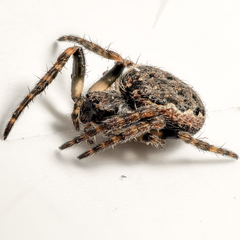 Nuctenea umbratica