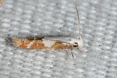 Mompha circumscriptella