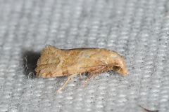 Platphalonidia magdalenae
