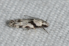 Pseudotelphusa palliderosacella