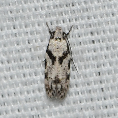 Pseudotelphusa palliderosacella