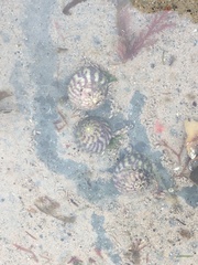 Steromphala umbilicalis