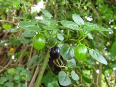 Salpichroa tristis