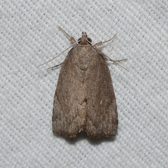 Cutina albopunctella