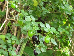 Salpichroa tristis