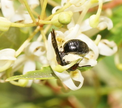 Callomelitta littleri