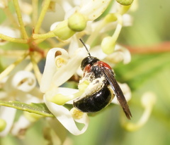 Callomelitta littleri