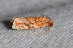 Argyrotaenia hodgesi