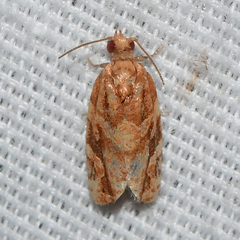 Argyrotaenia hodgesi