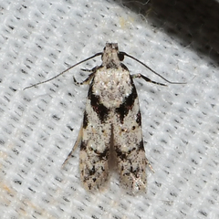 Pseudotelphusa palliderosacella