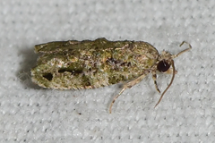 Proteoteras implicata