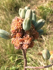 Aceria aloinis