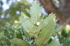 Quercus trojana