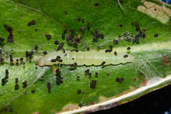 Olethreutes griseoalbana