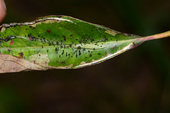 Olethreutes griseoalbana