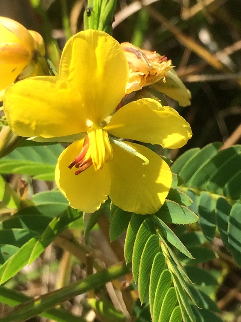 Trailing dwarf cassia