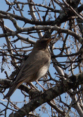 Turdus atrogularis
