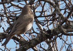 Turdus atrogularis