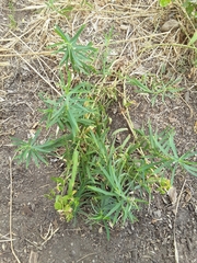 Euphorbia virgata