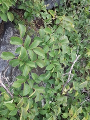 Ulmus macrocarpa