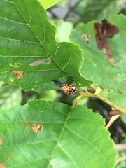 Harmonia axyridis