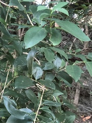 Ligustrum lucidum