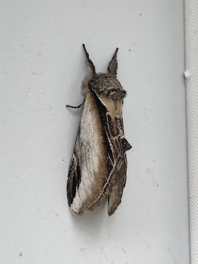 Black-rimmed Prominent Moth