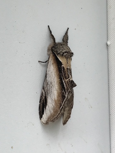 Black-rimmed Prominent Moth