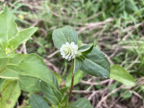 Gomphrena serrata image
