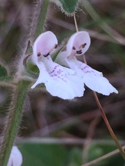 Stachys natalensis