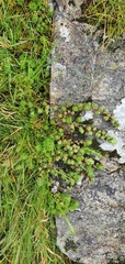 Saxifraga hypnoides