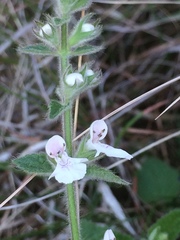 Stachys natalensis