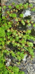Saxifraga hypnoides