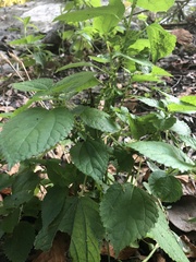 Boehmeria cylindrica