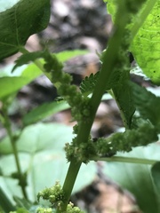 Boehmeria cylindrica