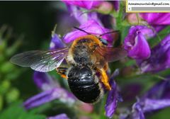 Melitturga mongolica