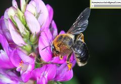 Melitturga mongolica