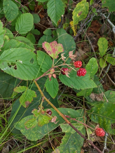 Bicknell's Bristleberry — photo 1