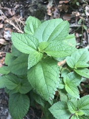 Boehmeria cylindrica