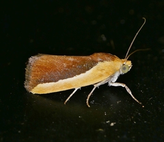 Ponometia exigua