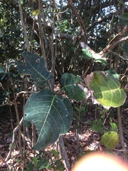 Ficus trichopoda
