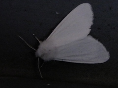 Lepidoptera