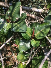 Ficus trichopoda