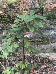 Photinia serratifolia